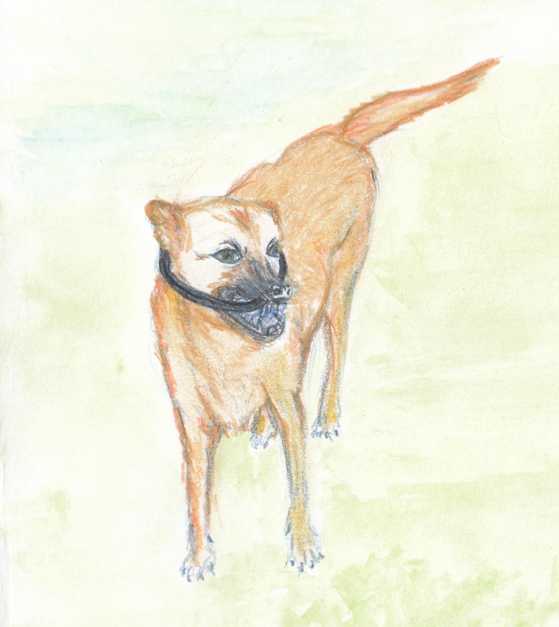  the transformation stBernard to german shepherd x labrador illustration